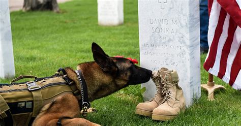 US Marine Canine Partners Memorials and Tributes