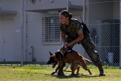 Marine Corps Dog Handler Career Path