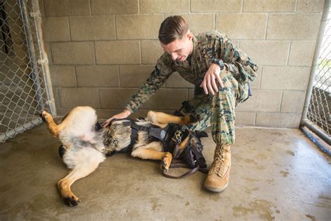 Marine Corps Dog Handler Security