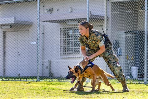 Marine Corps Dog Handler Training