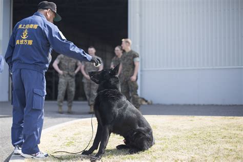 Marine Corps K-9 Handler Patrol