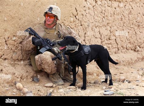 US Marine Dog Handlers in Patrols and Searches