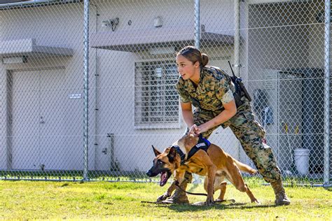 US Marine Dog Handlers and Canine Partners Awards and Decorations