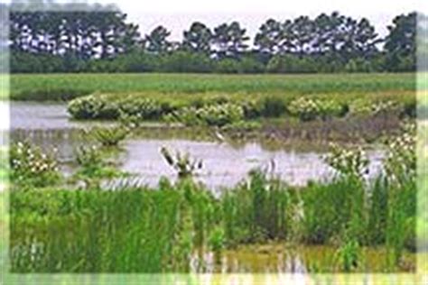 Maryland's Wetlands