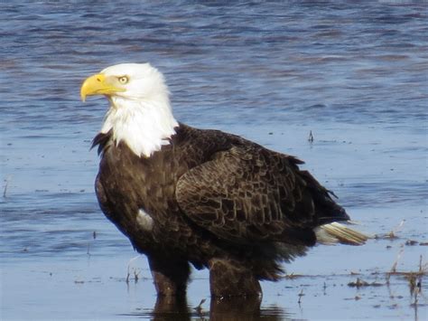 Maryland's Wildlife