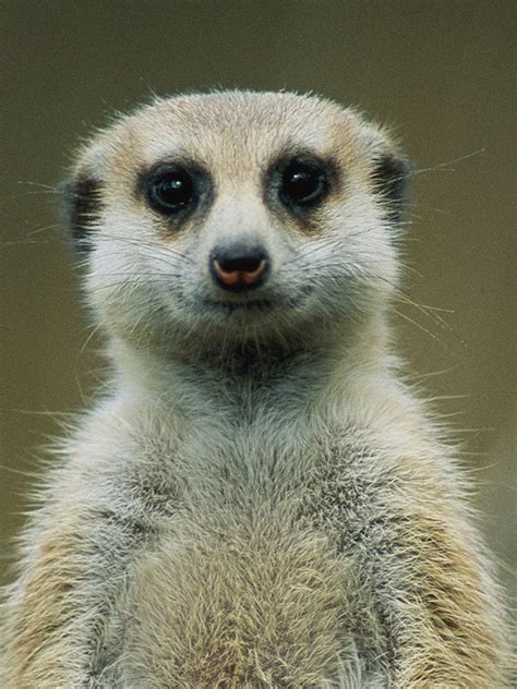 Meerkat at Sprunki Zoo