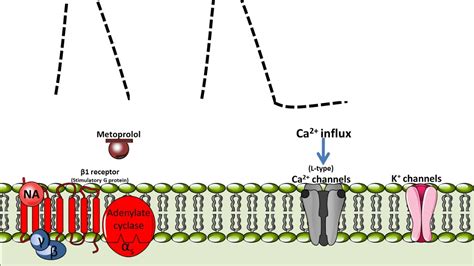 Metoprolol mechanism of action