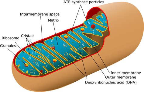 Mitochondria Structure