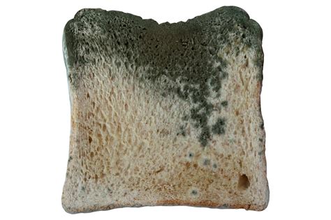 Moldy Bread Bean