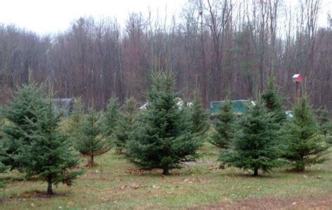 A Christmas tree farm in Montana at Christmas