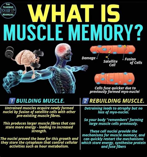 Developing Muscle Memory