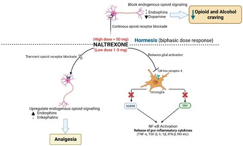 Naltrexone Mechanism