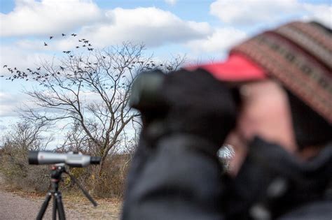 Birdwatching at the Navy Base