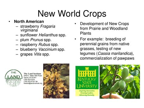 New World Crops