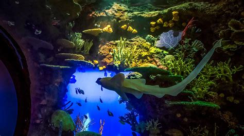 New York Aquarium Exhibits