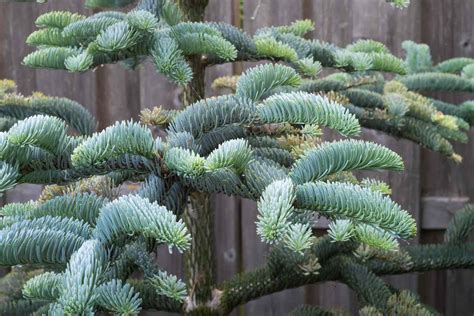 Close-up of King of Christmas Noble Fir branches and needles