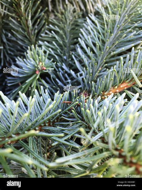 Close-up of King of Christmas Noble Fir branches and needles