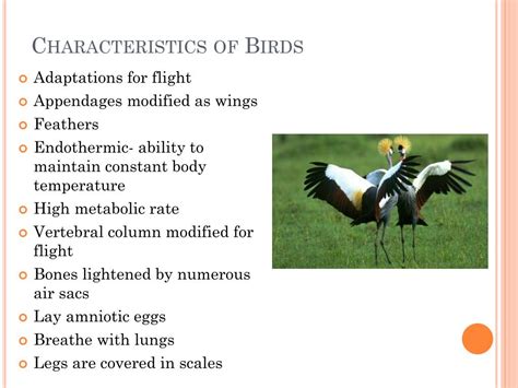 North Birds Characteristics