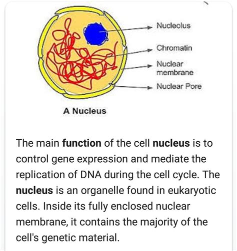 Nucleus Function