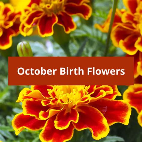 October Birth Flowers