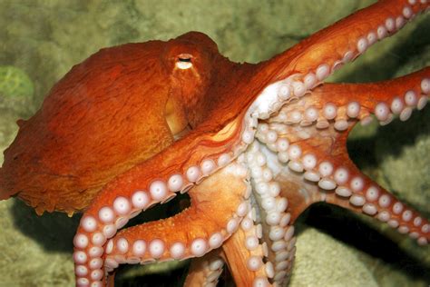 An octopus changing color to blend in with its surroundings