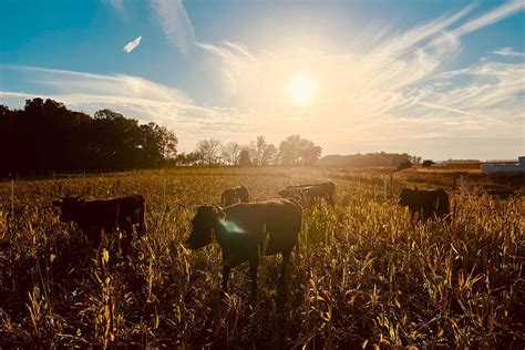 Old World Livestock