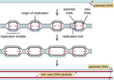 Origin of replication