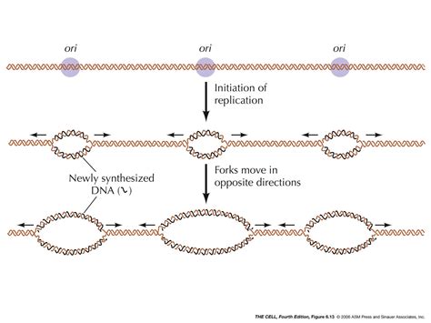 Origin of replication