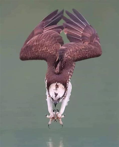 Osprey diving