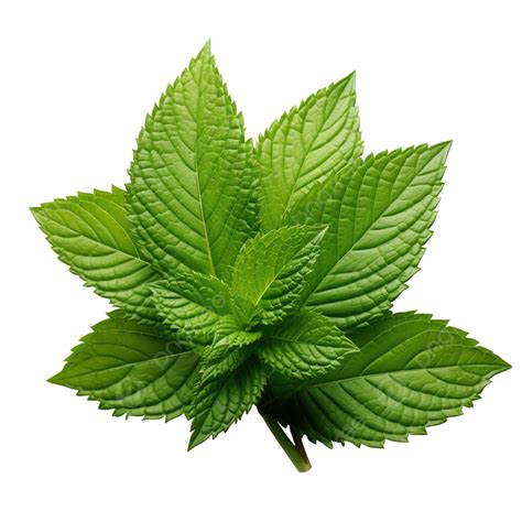 Peppermint Leaf Templates