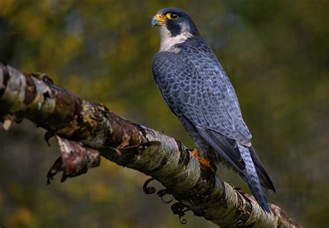 Peregrine Falcon in flight