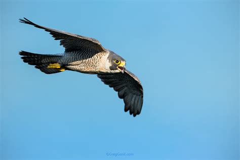 Peregrine Falcon in flight