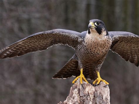 Peregrine Falcon in flight