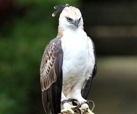 Philippine Hawk Eagle perched in a tree