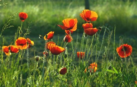 Poppies