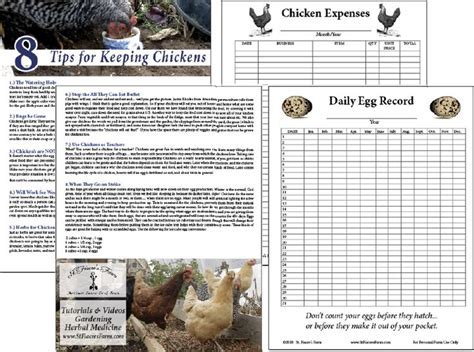 Poultry Record Keeping Templates For Easy Farm Management