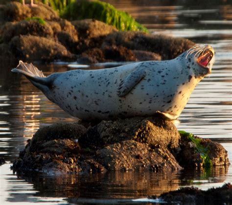 Seals in their natural habitat