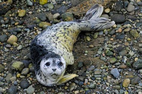 Threats facing Puget Sound seals