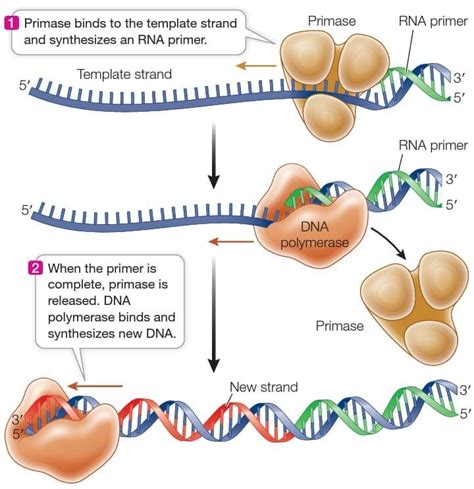 RNA primase