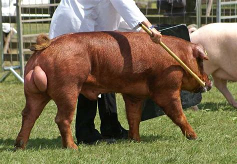 Red Duroc Pig Nutrition and Diet