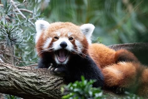 Red Panda at Sprunki Zoo