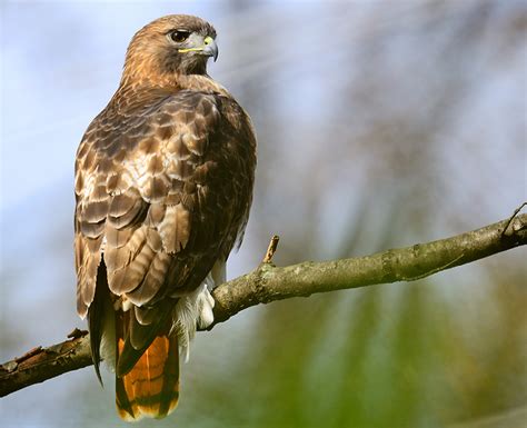 Red-tailed Hawk perched