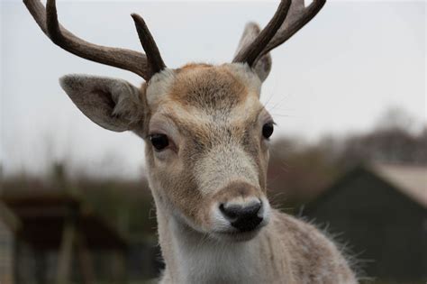 Reindeer Portraits in the Snow