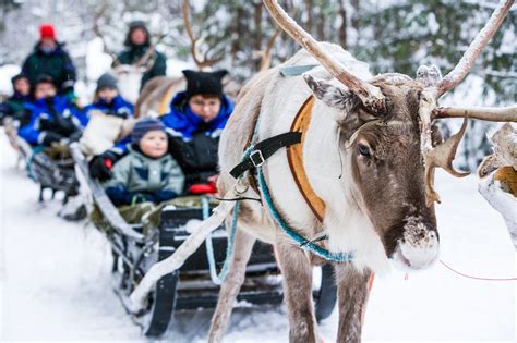 Reindeer and Sleigh Rides