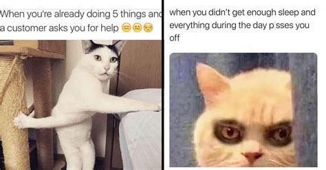 Relatable Cat Meme