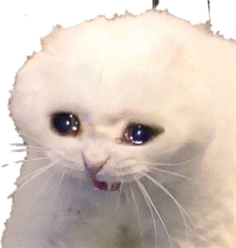 Relatable Crying Cat Meme