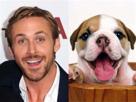 Ryan Gosling and a Puppy Meme