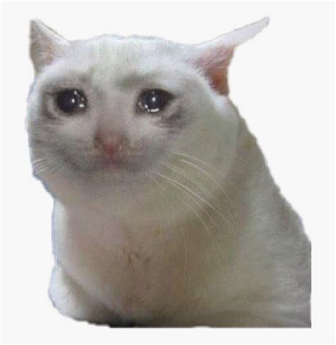 Sad Crying Cat Meme