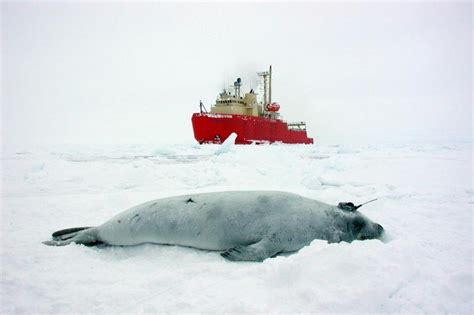 Behavioral changes in seals