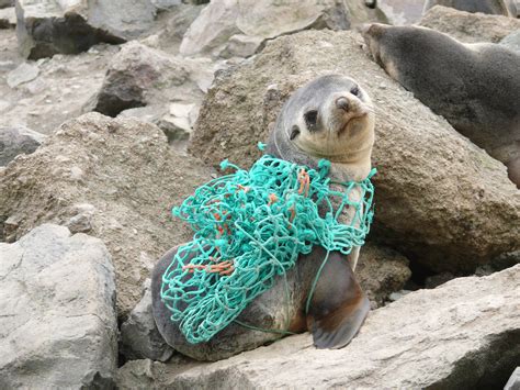 Seal entanglement in fishing nets